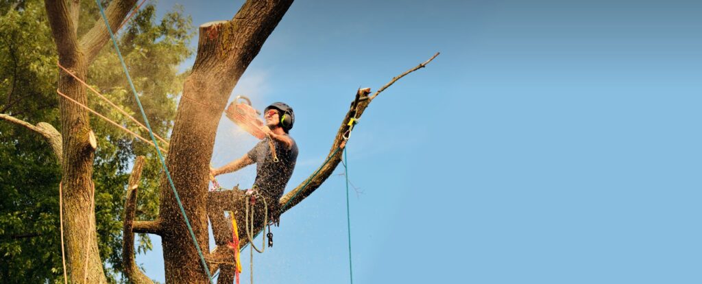 Tree Surgeon Service